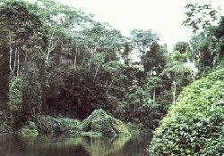 Selva del Cuyabeno