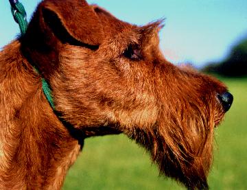 Head of Edbrios Slaine