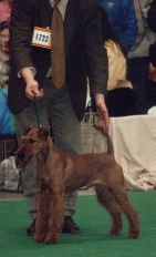 Edbrios Dirmuid at St. Patrick�s Show, Best of Group