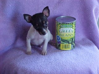 Puppy from Sprrite's previous liter