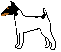 Toy Fox Terriers