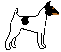 Toy Fox Terrier