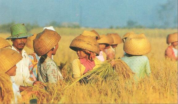 Rice Harvest