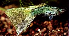 Guppy3.jpg (10043 bytes)