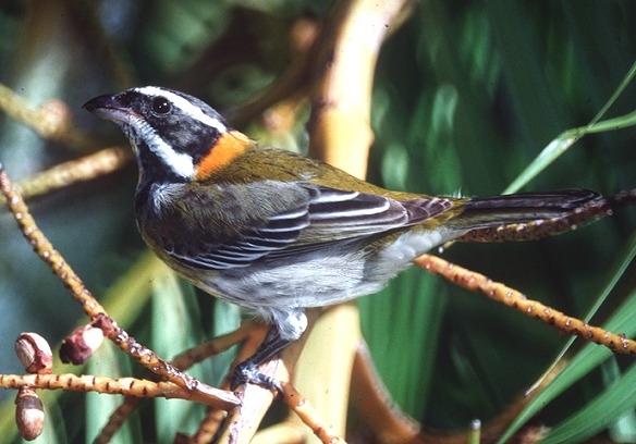 Reinita (Image Credit:Mark Oberle)