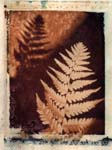 New Image Transfers Gallery