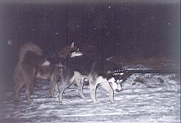 dimage006.jpg