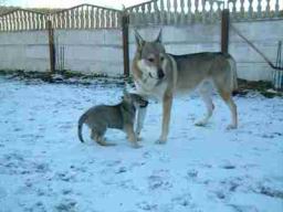 iimage003.jpg
