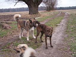 oimage033.jpg