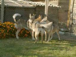 oimage037.jpg