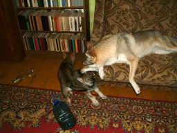oimage040.jpg