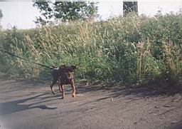pimage040.jpg