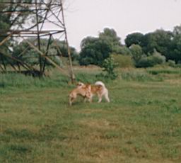 pimage084.jpg