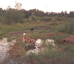 pimage110.jpg