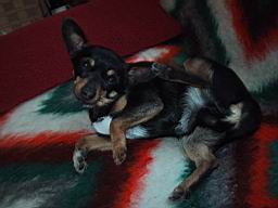 puimage091.jpg
