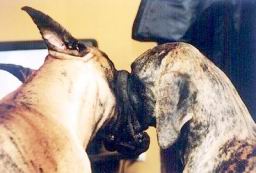 simage042.jpg