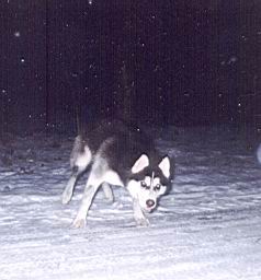 zimage014.jpg