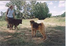 zimage015.jpg