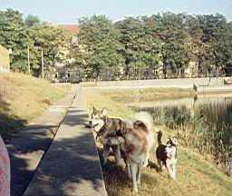 zimage034.jpg