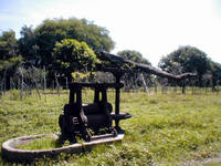 photo of old time "kabyawan" taken in Don Basilio...