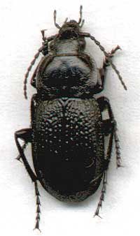 Pterostichus 
(Lyperopherus)
mirus Tschitsch.