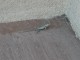 lizard.jpg