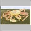 Opilio crab.jpg