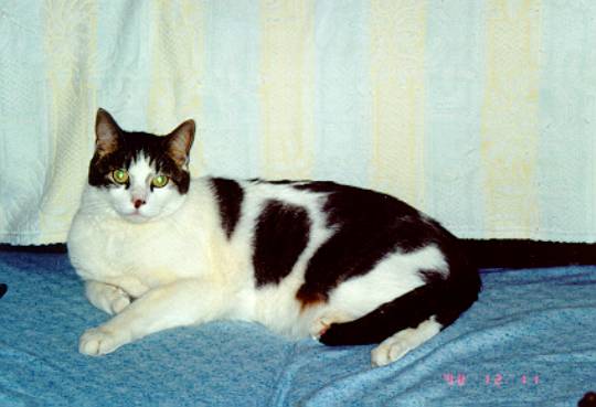 Tommy the cat