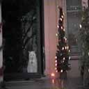 Mleko looking out the front door during Christmas!