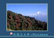 杜鹃花丛林 Rhododendron