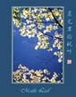 晨光里的枫叶 Maple Leaf