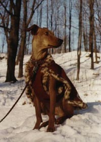 Queen Daisy with a coat made by my mother
