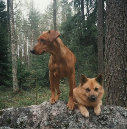 WILD ANIMALS