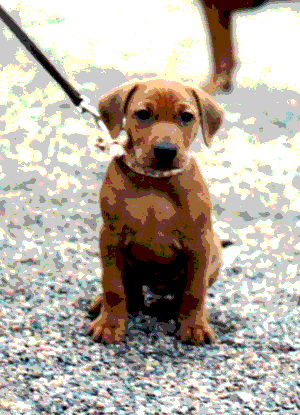 Hi, Im Zorro. Welcome to our pages!