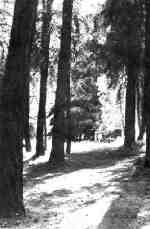 Bosque del W- Claudio Augustowski