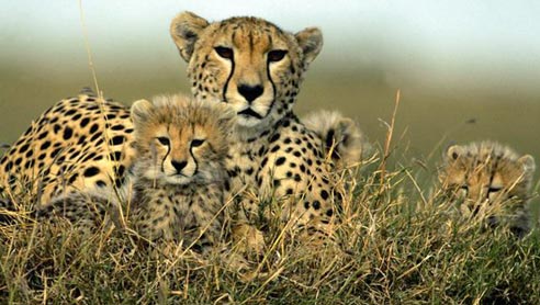 Africa