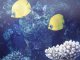 Masked Butterflyfish