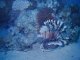 Turkeyfish/Lionfish