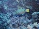 Orangestripped Triggerfish