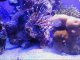 Turkeyfish / Lionfish