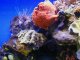 Freckled Frogfish & Turkeyfish(Lionfish)