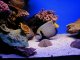 Emperor Angelfish