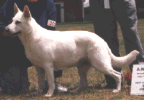 hp_daylight_star.gif (23043 bytes)