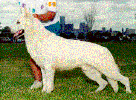 lyndons_angus.gif (22015 bytes)