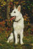 Brock.JPG (13198 bytes)