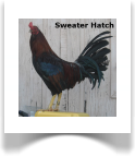 Sweater Hatch