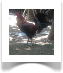 Black - 1x Winner