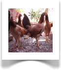 Sweater Pullets