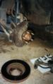 Here the rotor has been removed to reveal where the wheel studs are anchored.