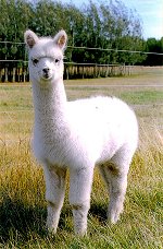 HAKKI